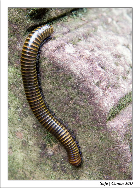2006 - 07 - Temple angkor - Ta Som 34